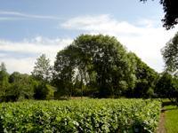Vergers et vignes